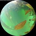 ./images/calvert/underwater/20260528/underwater20260528_174501M.jpg