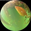 ./images/calvert/underwater/20260528/underwater20260528_184501M.jpg