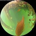 ./images/calvert/underwater/20260528/underwater20260528_185501M.jpg