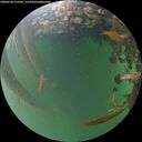./images/calvert/underwater/20260528/underwater20260528_212502M.jpg