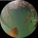 ./images/calvert/underwater/20260528/underwater20260528_213001M.jpg