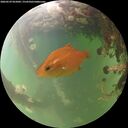 ./images/calvert/underwater/20260529/underwater20260529_055001M.jpg