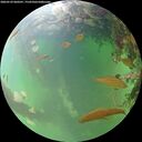 ./images/calvert/underwater/20260529/underwater20260529_060501M.jpg