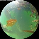 ./images/calvert/underwater/20260529/underwater20260529_062001M.jpg