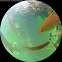./images/calvert/underwater/20260529/underwater20260529_085501M.jpg