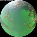 ./images/calvert/underwater/20260529/underwater20260529_101001M.jpg