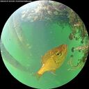 ./images/calvert/underwater/20260529/underwater20260529_101501M.jpg