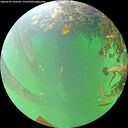 ./images/calvert/underwater/20260529/underwater20260529_102501M.jpg