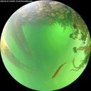 ./images/calvert/underwater/20260529/underwater20260529_115001M.jpg