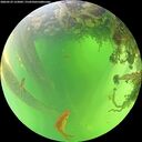./images/calvert/underwater/20260529/underwater20260529_122002M.jpg