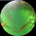 ./images/calvert/underwater/20260529/underwater20260529_173501M.jpg