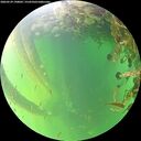 ./images/calvert/underwater/20260529/underwater20260529_190001M.jpg
