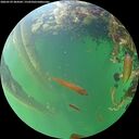 ./images/calvert/underwater/20260529/underwater20260529_204501M.jpg