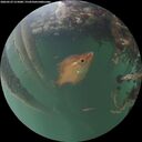./images/calvert/underwater/20260529/underwater20260529_215001M.jpg