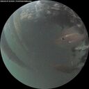 ./images/calvert/underwater/20260529/underwater20260529_221001M.jpg