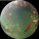 ./images/calvert/underwater/20260530/underwater20260530_054501M.jpg