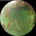 ./images/calvert/underwater/20260530/underwater20260530_072001M.jpg