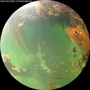 ./images/calvert/underwater/20260530/underwater20260530_073002M.jpg