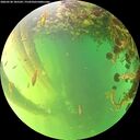 ./images/calvert/underwater/20260530/underwater20260530_185502M.jpg