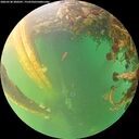 ./images/calvert/underwater/20260530/underwater20260530_200501M.jpg