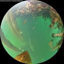 ./images/calvert/underwater/20260530/underwater20260530_202501M.jpg