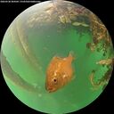 ./images/calvert/underwater/20260530/underwater20260530_204501M.jpg