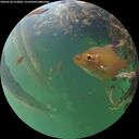./images/calvert/underwater/20260530/underwater20260530_213002M.jpg