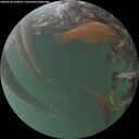 ./images/calvert/underwater/20260530/underwater20260530_220001M.jpg