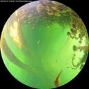./images/calvert/underwater/20260531/underwater20260531_151002M.jpg