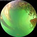 ./images/calvert/underwater/20260531/underwater20260531_155502M.jpg