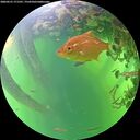 ./images/calvert/underwater/20260531/underwater20260531_171501M.jpg