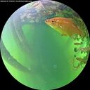 ./images/calvert/underwater/20260531/underwater20260531_174501M.jpg