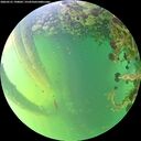 ./images/calvert/underwater/20260531/underwater20260531_190002M.jpg