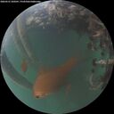 ./images/calvert/underwater/20260531/underwater20260531_220501M.jpg