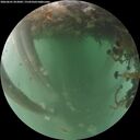 ./images/calvert/underwater/20260601/underwater20260601_052001M.jpg