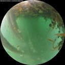 ./images/calvert/underwater/20260601/underwater20260601_054501M.jpg