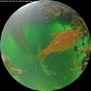 ./images/calvert/underwater/20260601/underwater20260601_091502M.jpg