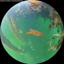./images/calvert/underwater/20260601/underwater20260601_204001M.jpg