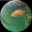 ./images/calvert/underwater/20260601/underwater20260601_212501M.jpg