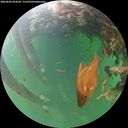 ./images/calvert/underwater/20260602/underwater20260602_054502M.jpg