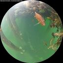 ./images/calvert/underwater/20260602/underwater20260602_055001M.jpg