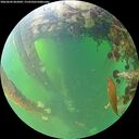 ./images/calvert/underwater/20260602/underwater20260602_062002M.jpg