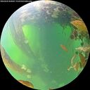 ./images/calvert/underwater/20260602/underwater20260602_064002M.jpg