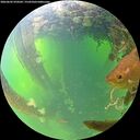 ./images/calvert/underwater/20260602/underwater20260602_070501M.jpg