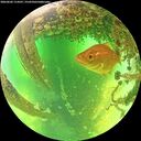 ./images/calvert/underwater/20260602/underwater20260602_114501M.jpg