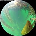 ./images/calvert/underwater/20260602/underwater20260602_182001M.jpg