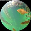 ./images/calvert/underwater/20260602/underwater20260602_185501M.jpg