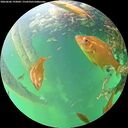 ./images/calvert/underwater/20260602/underwater20260602_193002M.jpg