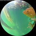 ./images/calvert/underwater/20260602/underwater20260602_194502M.jpg