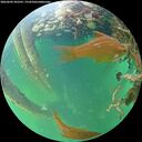 ./images/calvert/underwater/20260602/underwater20260602_203501M.jpg